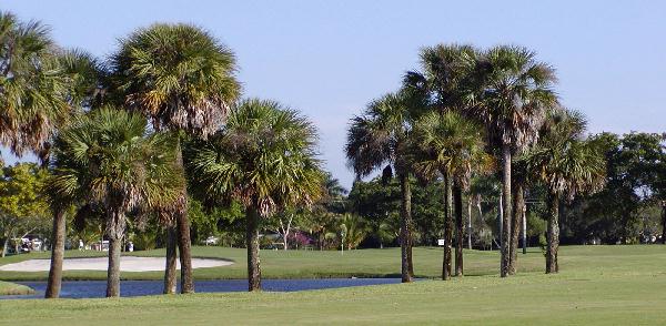 Miami Golf Hole with Palm Trees